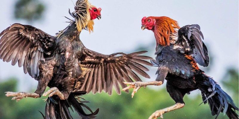 Vảy Gà Tứ Quý Là Gì? Có Phải Là Thần Kê Khó Tìm Không? 2 Những dòng chiến kê sở hữu vảy gà tứ quý