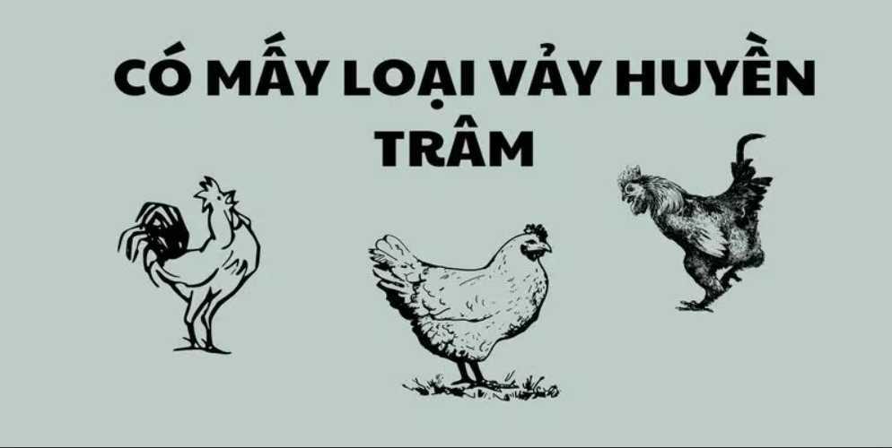 Vảy gà Huyền Trâm là gì? Cách nhận biết vảy gà quý Huyền Trâm 2 Tìm hiểu có mấy loại vảy gà Huyền Trâm trên thị trường