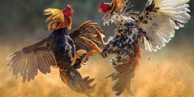 Vảy Gà Tam Tài - Nhận Biết Chiến Kê Giỏi Qua Các Loại Vảy 2 Ưu điểm của chiến kê sở hữu vảy gà tam tài