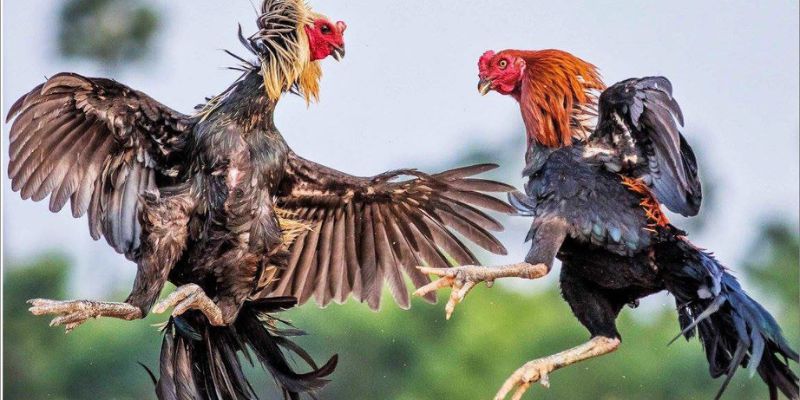 Vảy Gà Án Thiên Những Điều Cần Biết Dành Cho Kê Thủ 2 Chiến binh mang vảy gà Án Thiên luôn có khả năng thắng lớn
