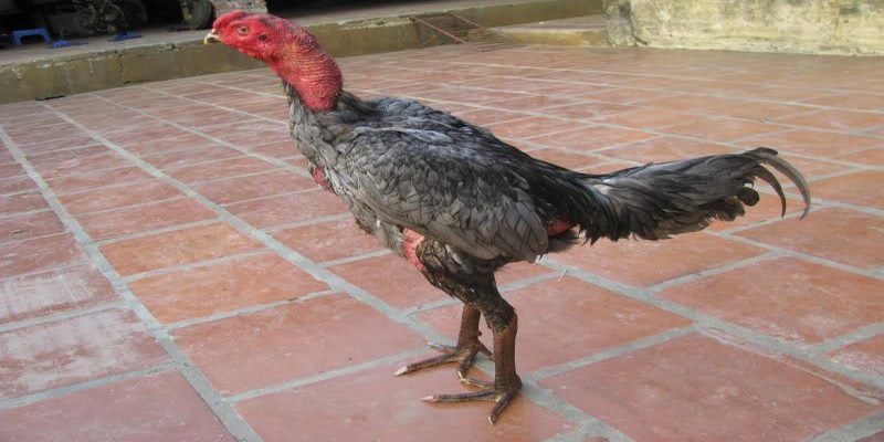 Gà Xám Là Gì? Thực Hư Câu Chuyện Chiến Kê Hùng Dũng 3 Những đấu sĩ tạo nên đẳng cấp trên toàn giới chọi kê